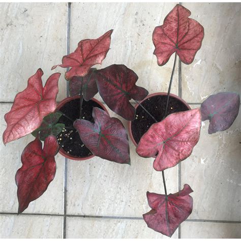 琥珀顏色 紅色觀葉植物